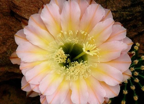 Echinopsis Edwardian Lady syn: Trichocereus EDWARDIAN LADY