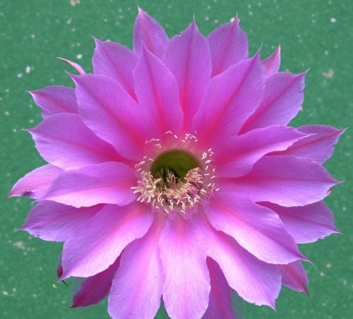 Echinopsis Foxy Lady syn: Trichocereus FOXY LADY