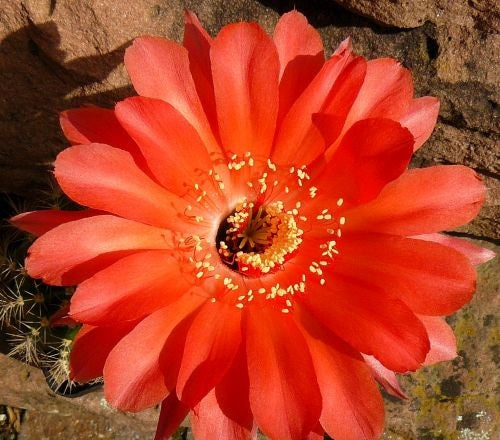 Echinopsis Infinity syn: Trichocereus INFINITY
