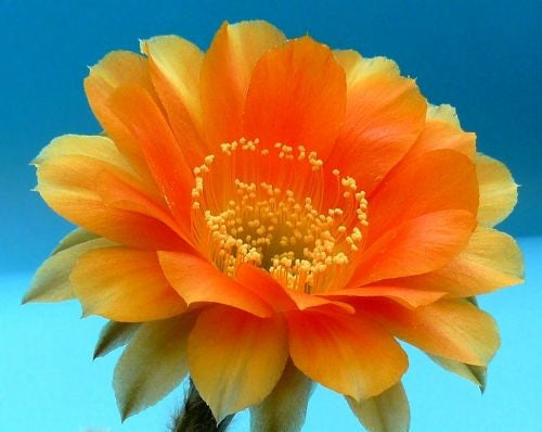 Echinopsis Iris syn: Trichocereus IRIS