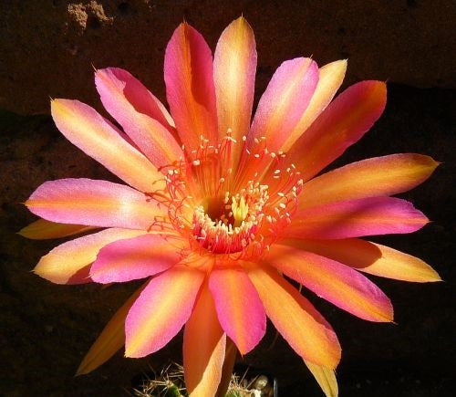 Echinopsis Jerusalem syn: Trichocereus JERUSALEM