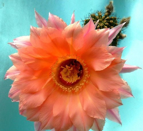 Echinopsis Spring Blush syn: Trichocereus SPRING BLUSH