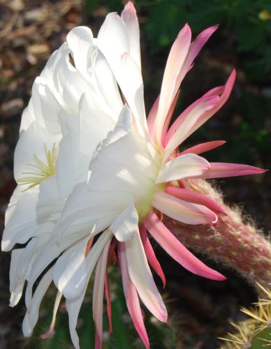 Echinopsis candicans v gladiatus syn: Trichocereus candicans v gladiatus