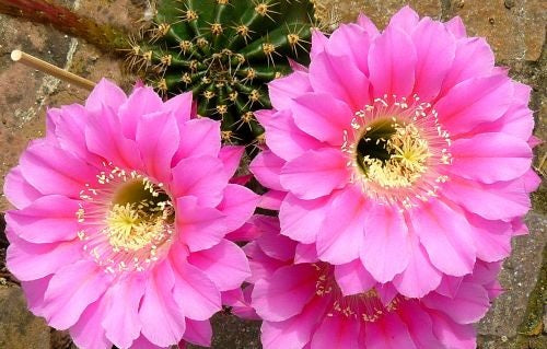 Echinopsis species (pink) syn: Trichocereus species pink