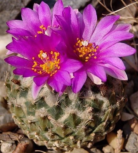 plant seed synonym Encephalocarpus strobiliformis synonym: Pelecyphora – The Exotic Seed Emporium