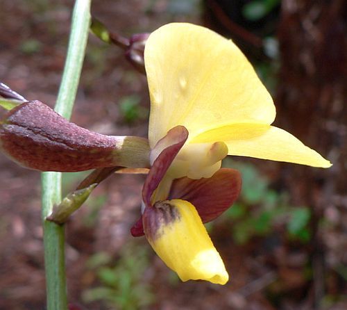 Eulophia streptopetala orchid