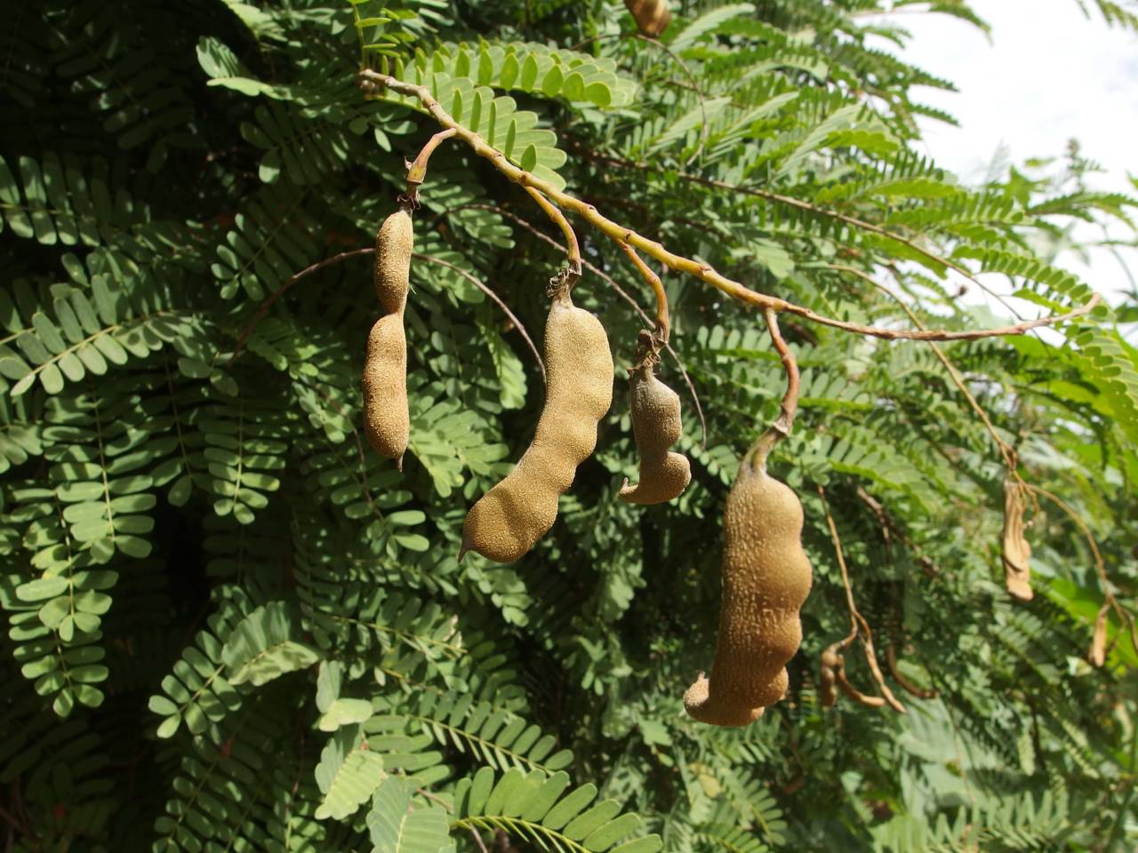 Tamarindus indica Tamarind