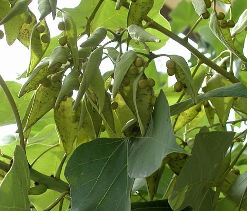 Firmiana simplex