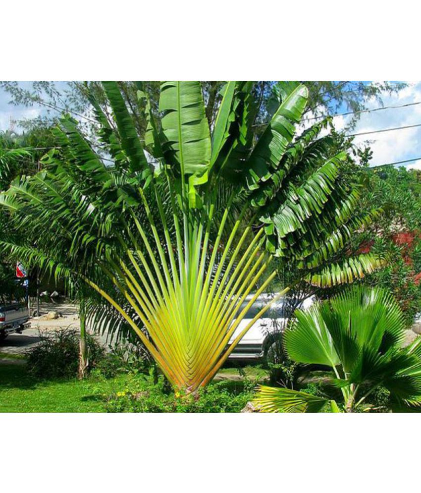 Ravenala Madagascariensis – The Exotic Seed Emporium