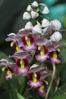 Gastrorchis Humblotii