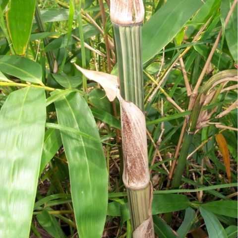 Gigantochloa Albociliata