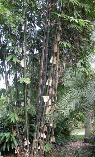 Gigantochloa atroviolacea