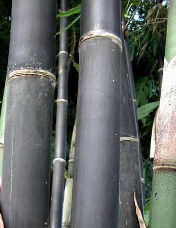Gigantochloa atroviolacea