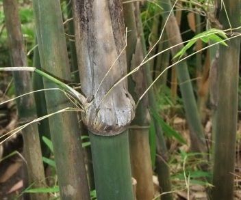 Gigantochloa macrostachya