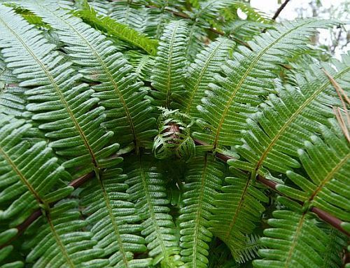 Gleichenia japonica split fern