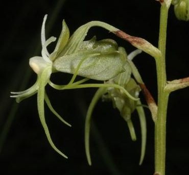 Habenaria filicornis