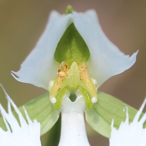 Habenaria radiata