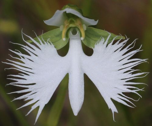 Habenaria radiata