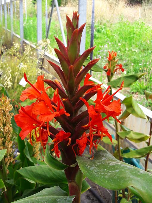 Hedychium rubrum