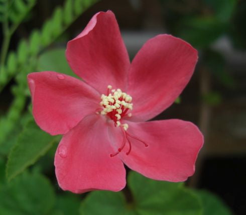Hibiscus ferrugineus