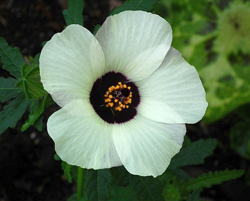 Hibiscus trionum