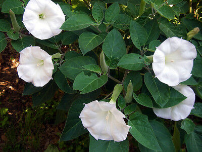 Ipomoea alba