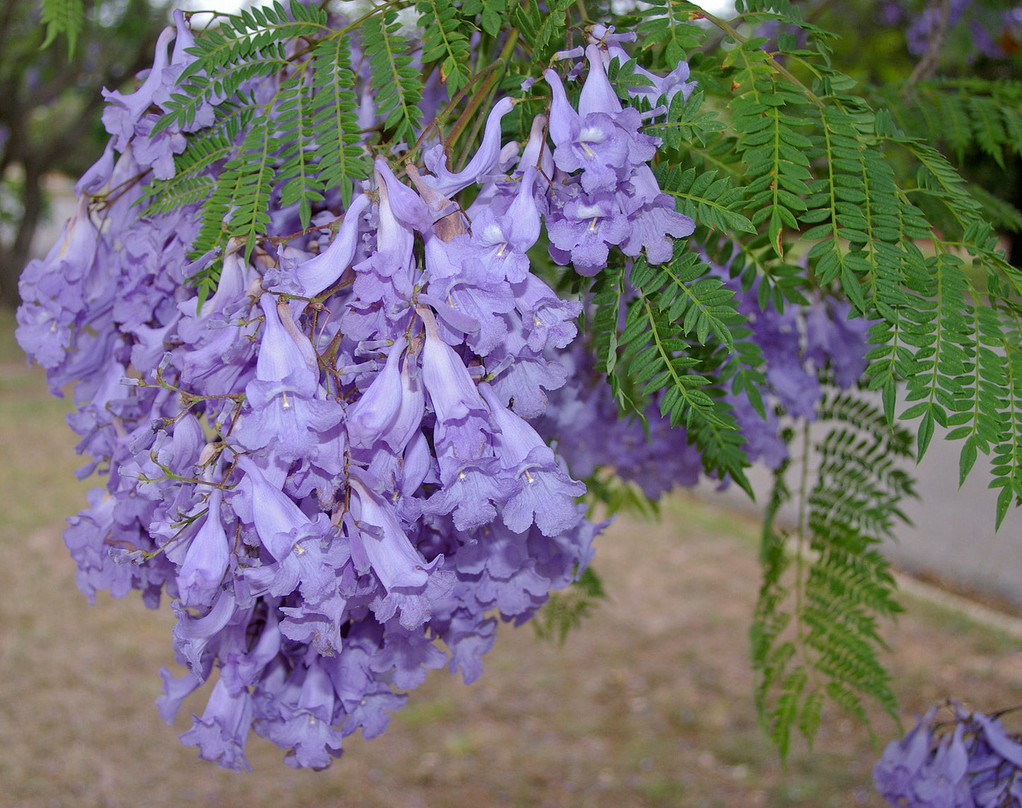 Jacaranda Mimosifolia