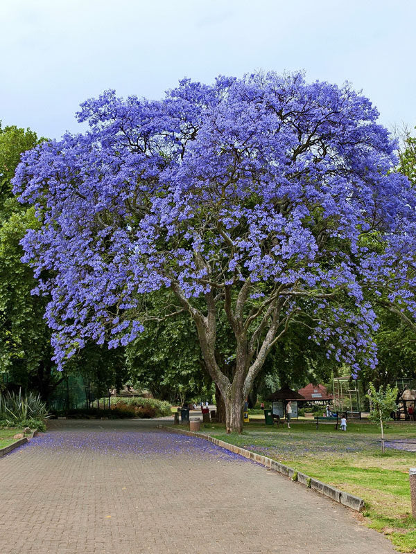 Jacaranda Mimosifolia
