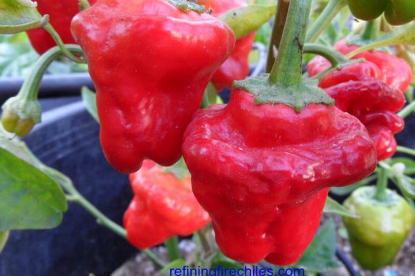 Chili Jamaican Red Mushroom