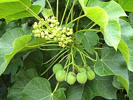 Jatropha Carcas