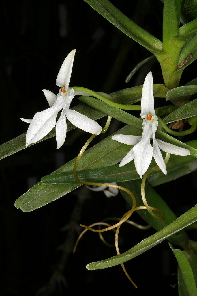 Jumellea sp