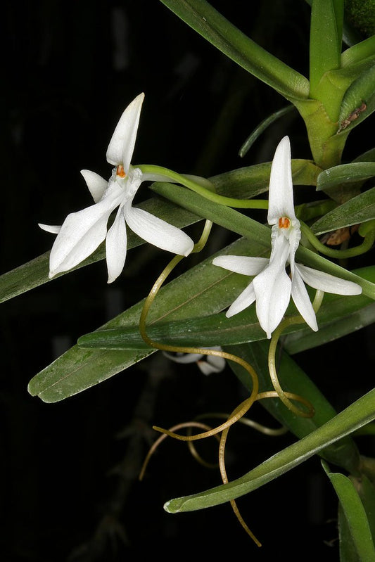Jumellea sp