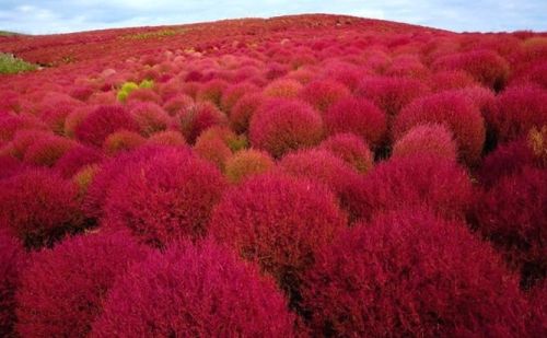 Kochia scoparia red