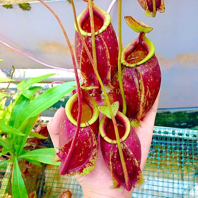 Nepenthes Kuching x Viking x Raff