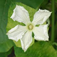 Lagenaria siceraria - Calabash (Birdhouse Gourd)
