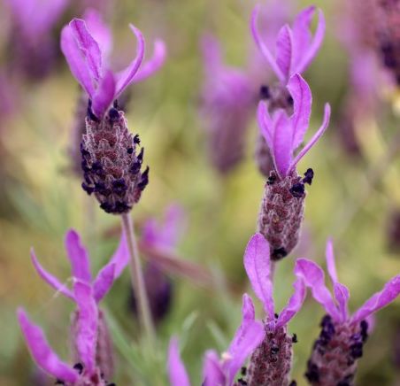 Lavandula Peduncalata subsp Atlantica Moroccan Lavender