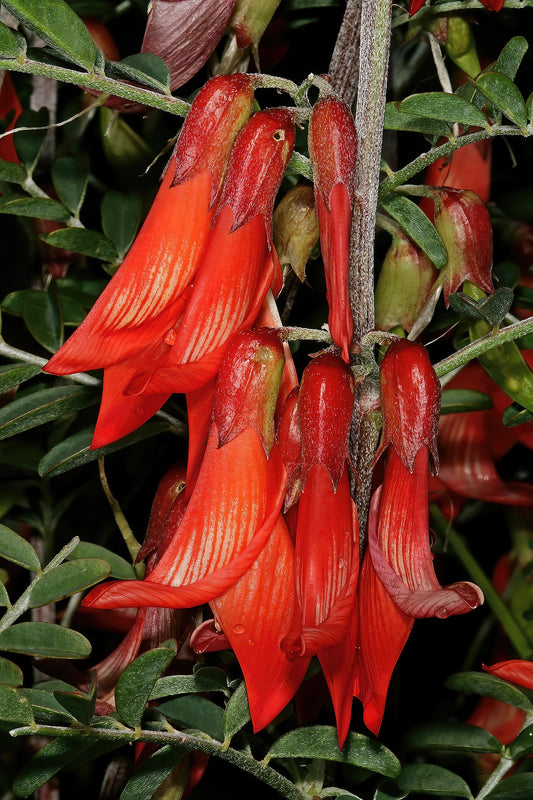 Lessertia Frutescens