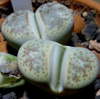 Lithops dinteri var friedericii