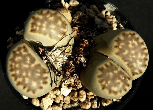 Lithops julii ssp fulleri