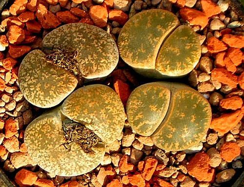 Lithops lesliei
