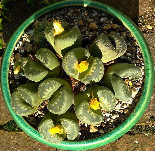 Lithops otzeniana
