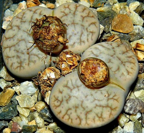 Lithops pseudotruncatella alpina