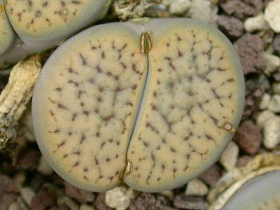 Lithops schwantesii var urikosensis