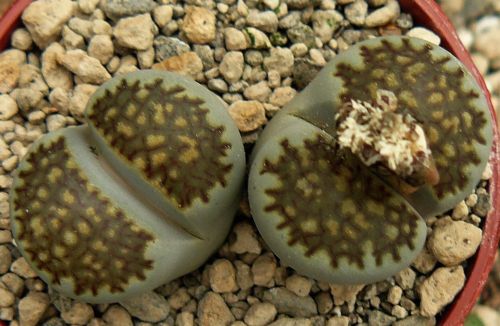 Lithops villetii ssp kennedyi