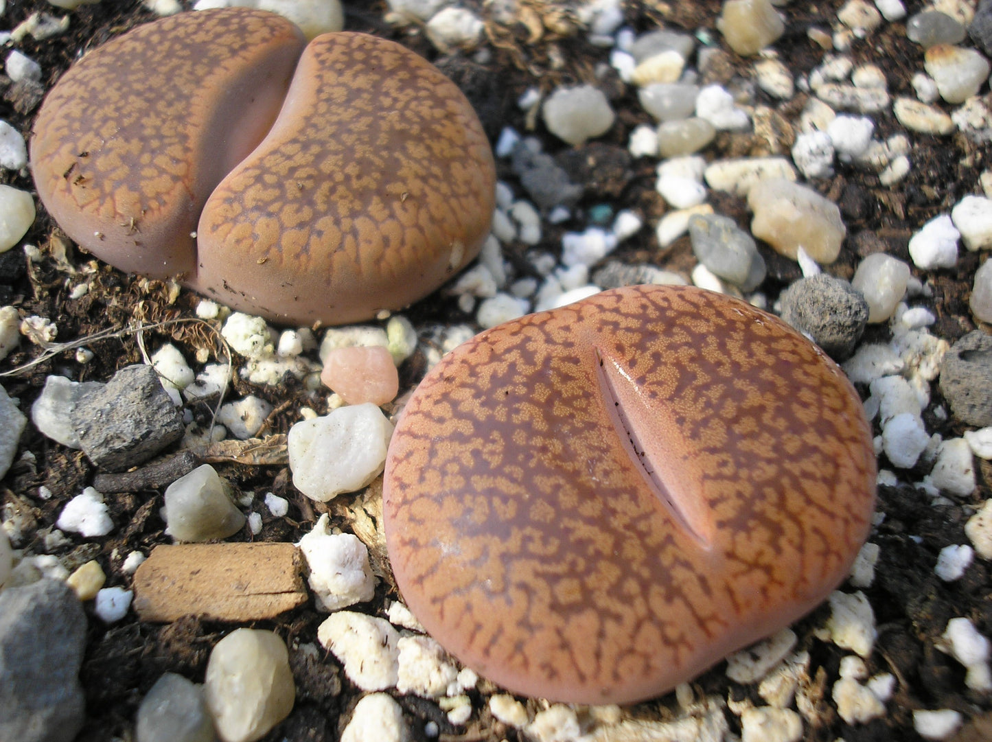 Lithops Aucampiae var Aucampiae
