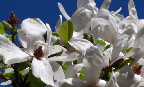 Magnolia kobus