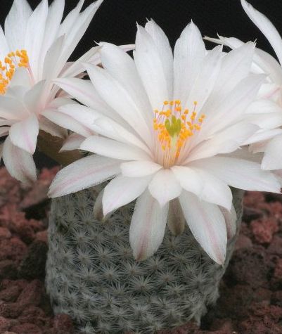 Pelecyphora valdeziana v. albiflora syn: Turbinicarpus valdezianus v. albiflorus