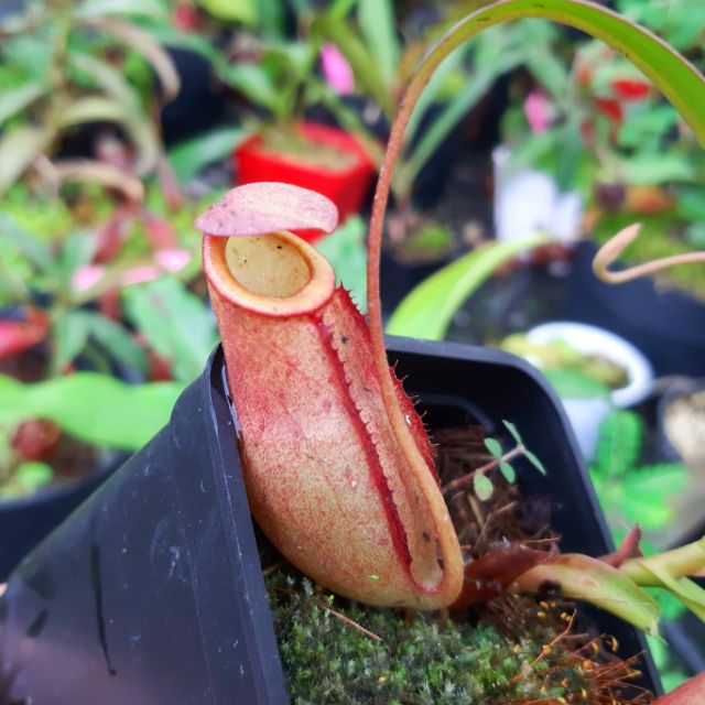 Nepenthes Mira x Kampotiana