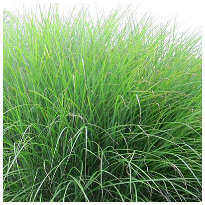 Miscanthus sinensis