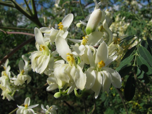 Moringa pterygosperma